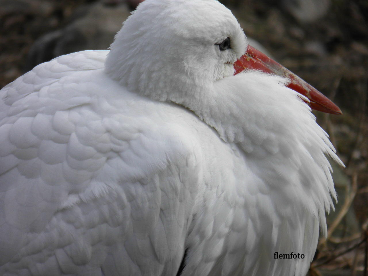 photo "Big bird." tags: , 