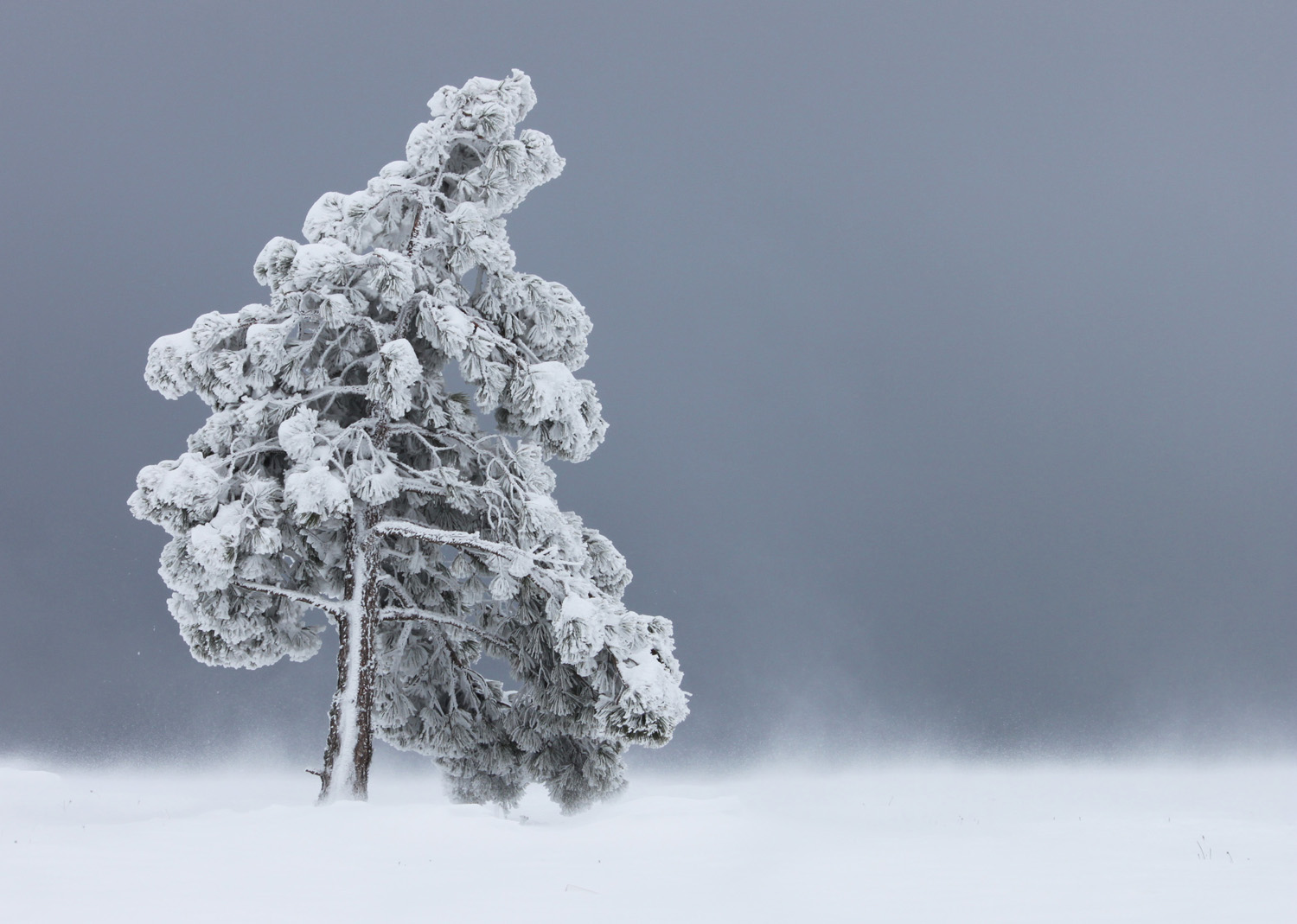 фото "Метелица" метки: пейзаж, зима