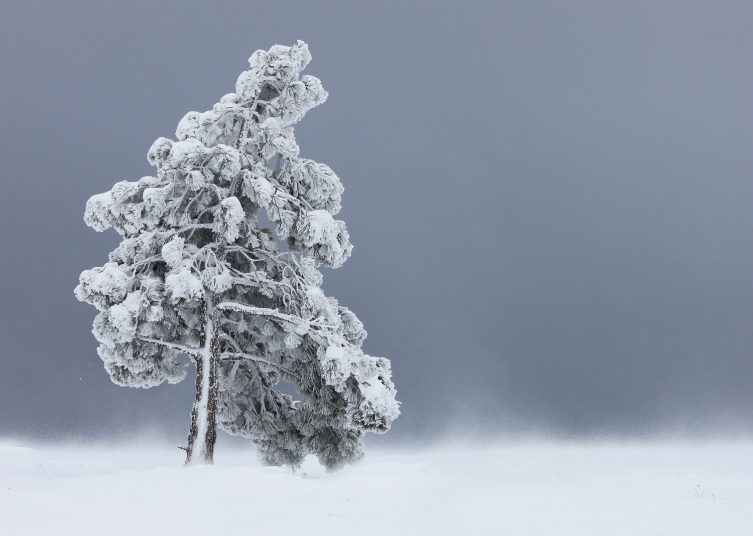 photo "***" tags: landscape, winter