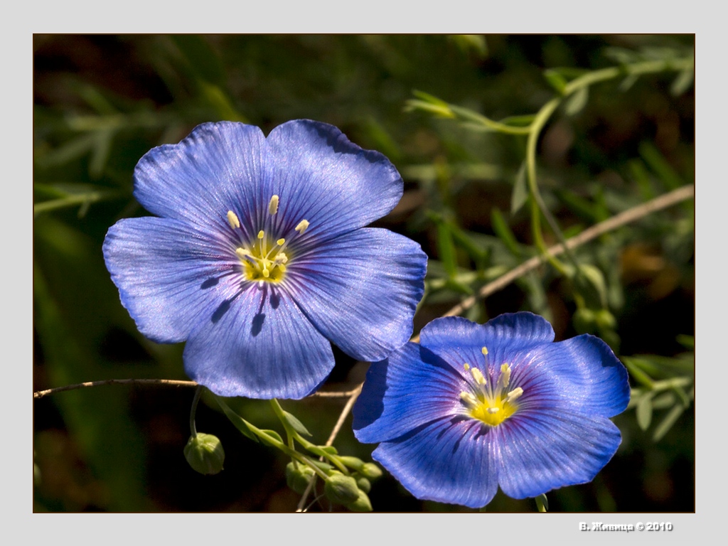 фото "Лён" метки: природа, цветы