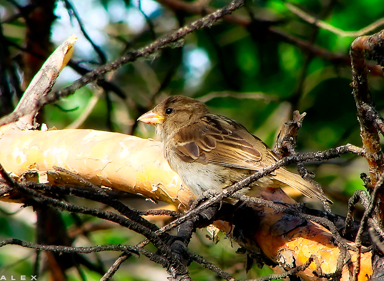 photo "in thought .." tags: nature, wild animals