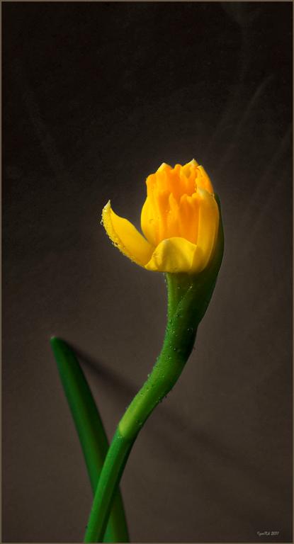 photo "***" tags: nature, still life, flowers