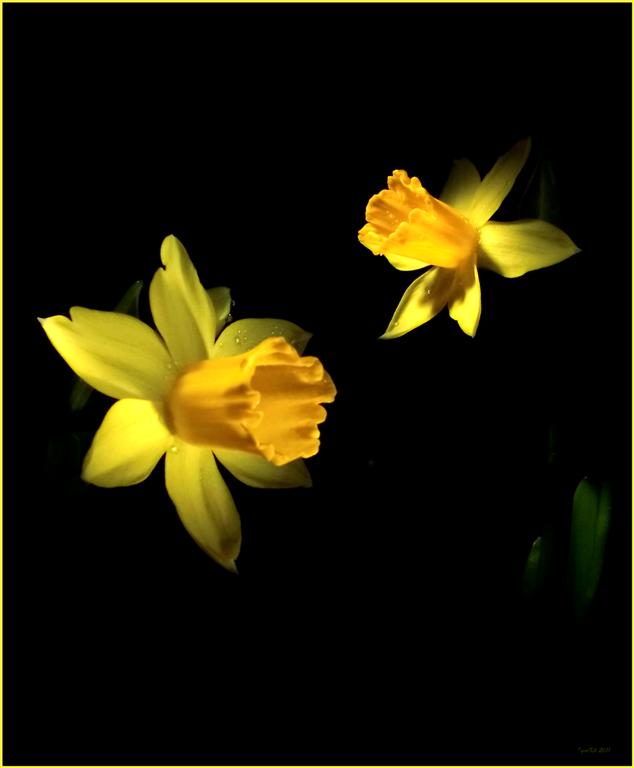 photo "***" tags: nature, flowers