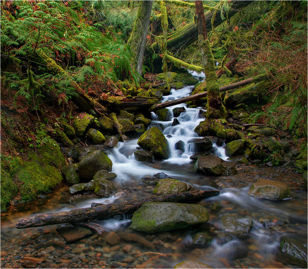 photo "Forest silence" tags: landscape, forest