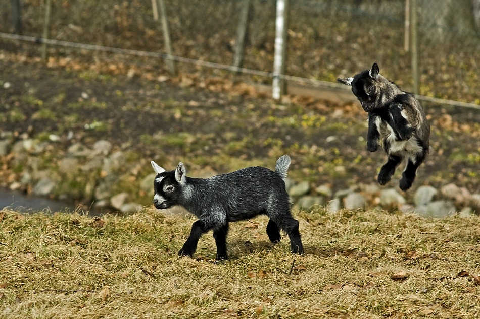 photo "Play..." tags: nature, pets/farm animals, wild animals