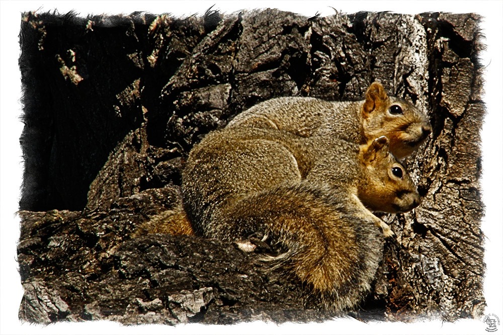 photo "Mr and Mrs Squirrel" tags: nature, wild animals