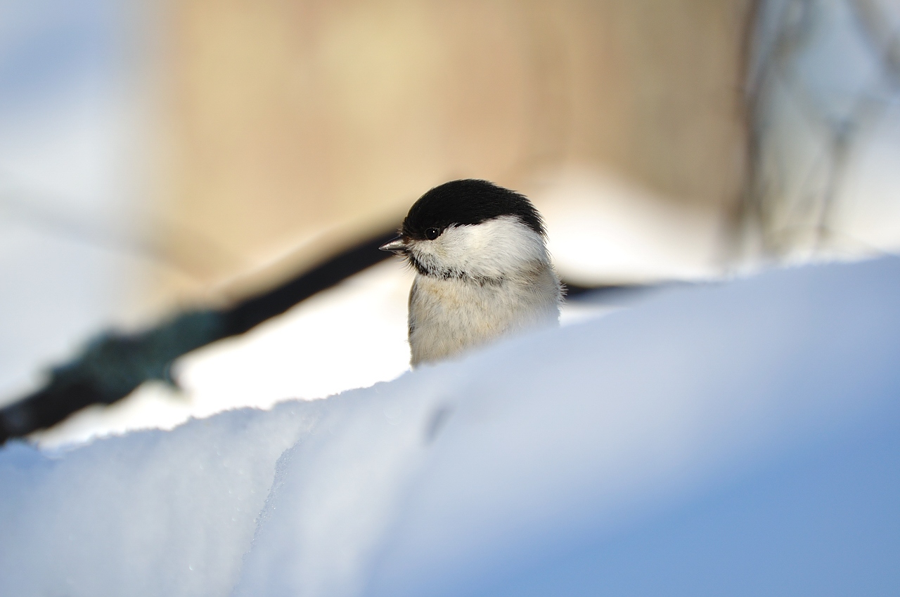 photo "Parus montanus 05" tags: nature, wild animals