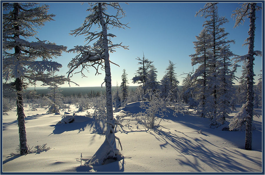 photo "***" tags: landscape, forest, winter