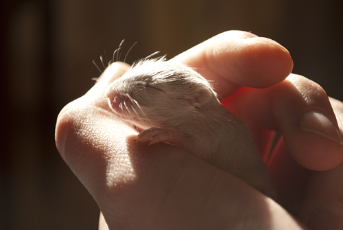 photo "***" tags: nature, pets/farm animals