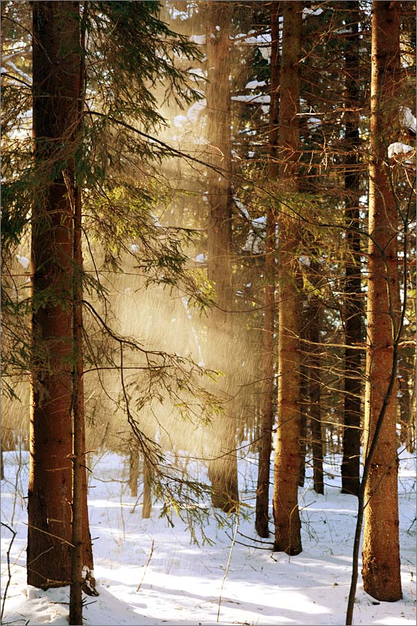фото "Снег кружится, летает, летает..." метки: пейзаж, зима, лес