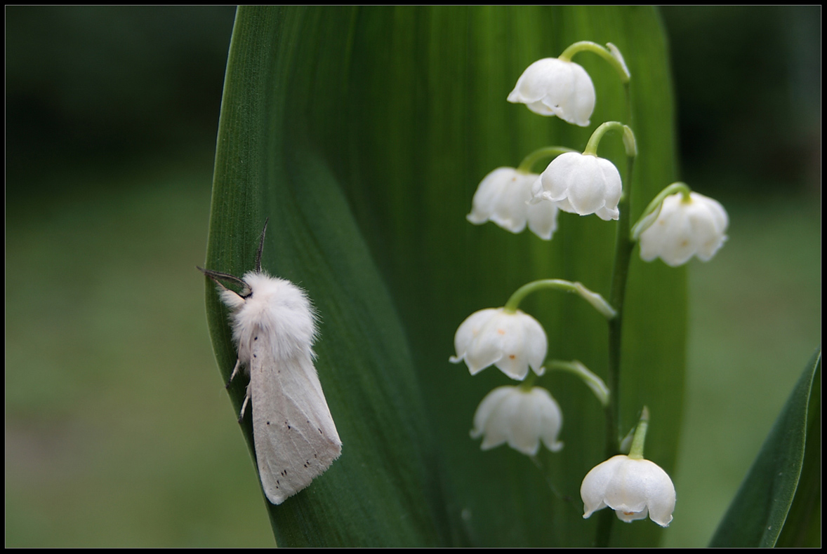 фото "Королева ландышей" метки: макро и крупный план, 