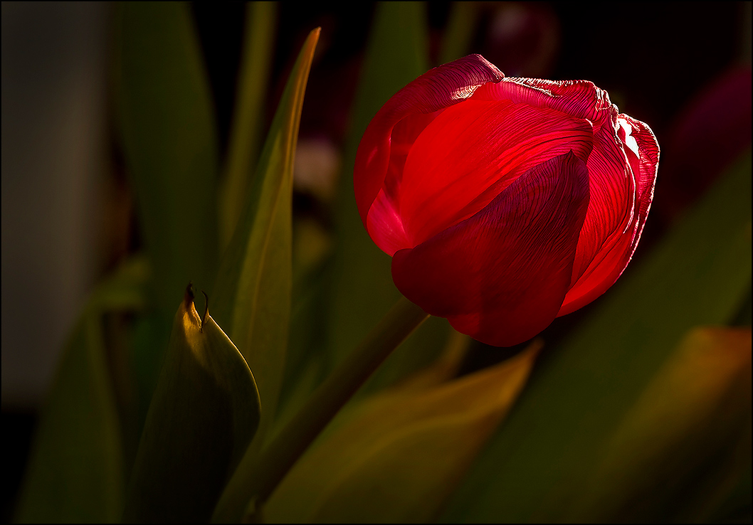 photo "Scarlet" tags: macro and close-up, nature, flowers