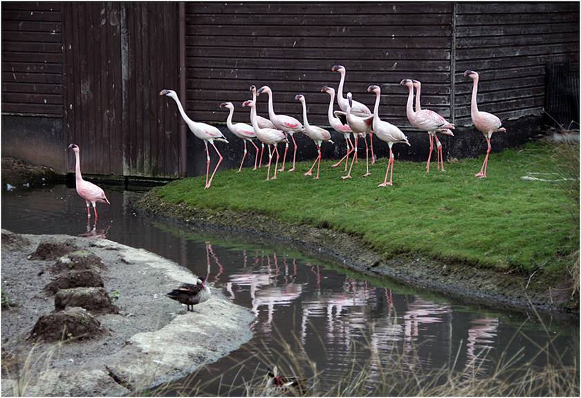 photo "***" tags: nature, wild animals