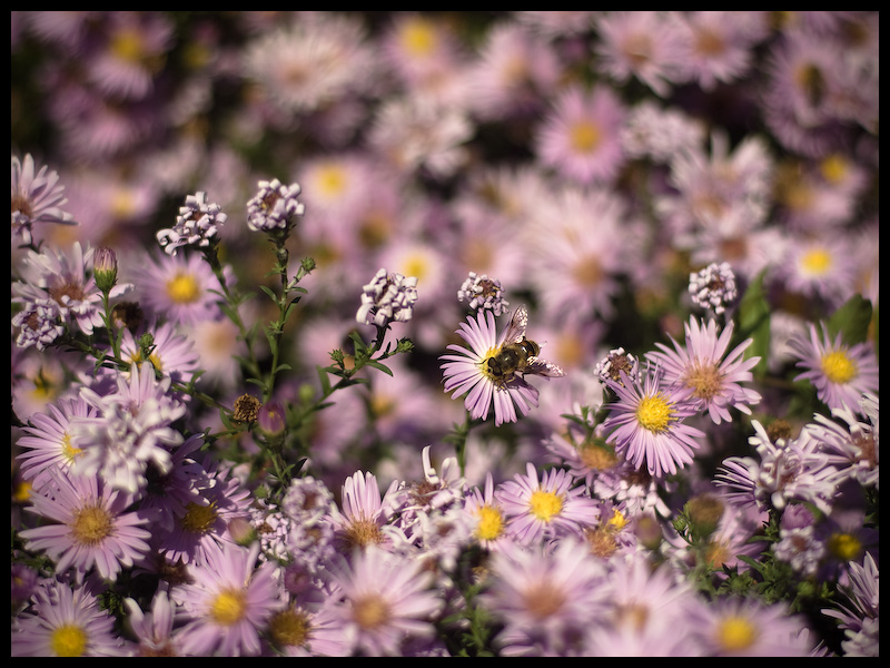 photo "В розовых очках" tags: nature, flowers, insect