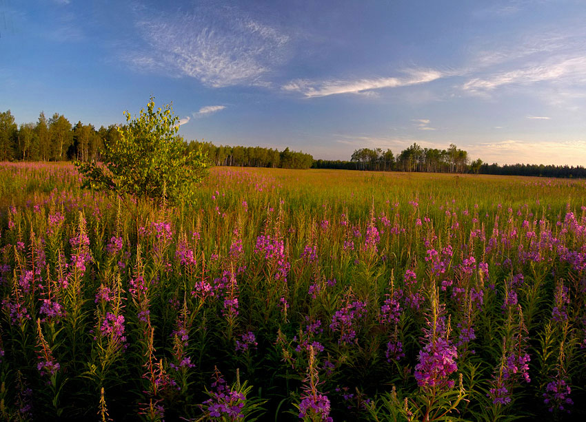 photo "***" tags: landscape, summer