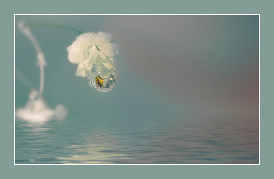 фото "***" метки: природа, цветы