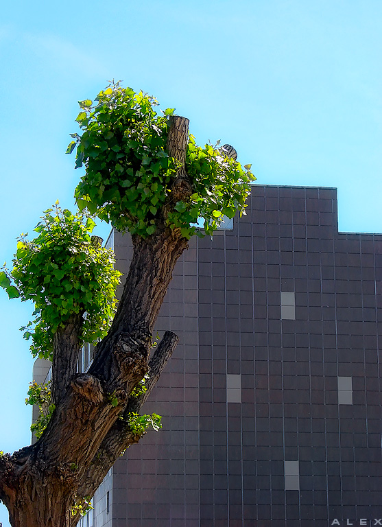 photo "Urban tree" tags: city, architecture, landscape, 