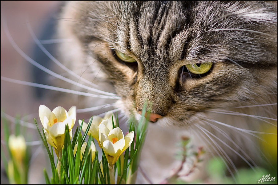 фото "Тимошкина весна" метки: природа, домашние животные