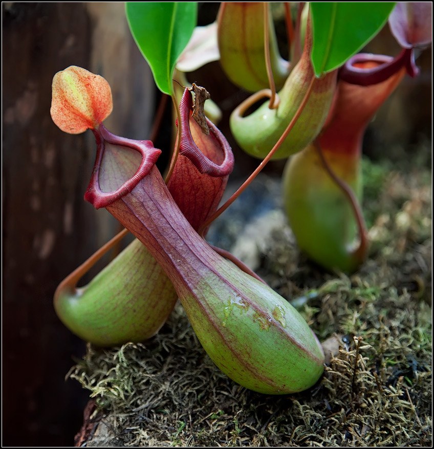 photo "Nepenthes" tags: nature, still life, flowers
