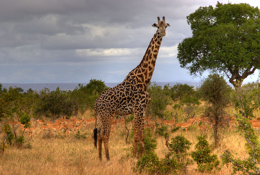 photo "Could you get me the bird, please..." tags: travel, nature, Africa, wild animals