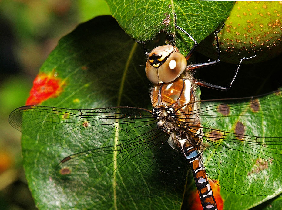 photo "Dragonfly study" tags: nature, insect