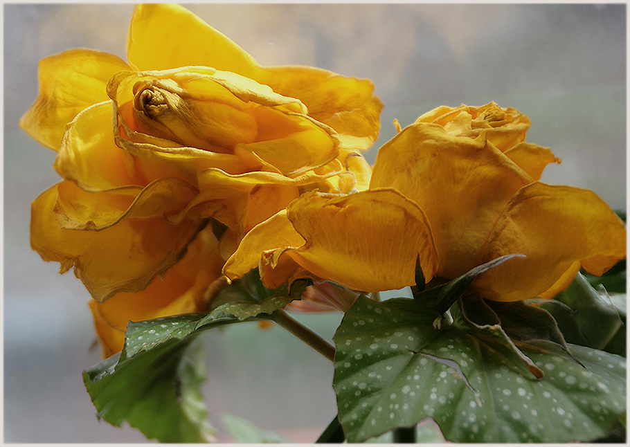 photo "The tenderness" tags: nature, still life, flowers