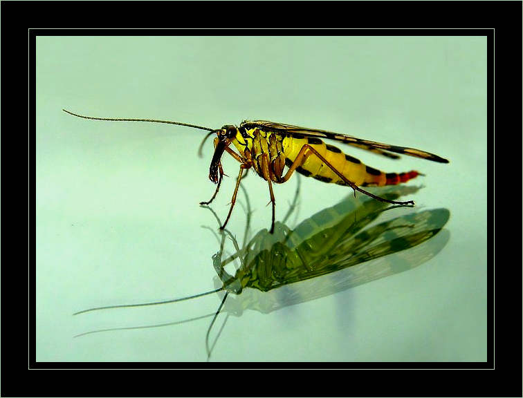 photo "Reflection" tags: macro and close-up, nature, insect