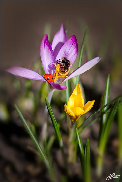 photo "***" tags: nature, insect