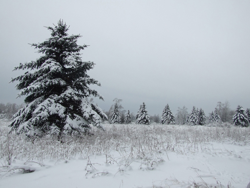 фото "Лесной хоровод" метки: пейзаж, зима, лес