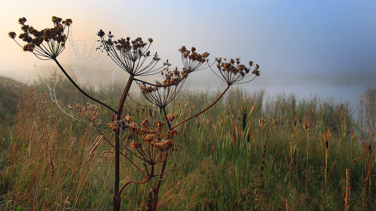 photo "утро, природа, камыш, туман, паутина" tags: landscape, autumn