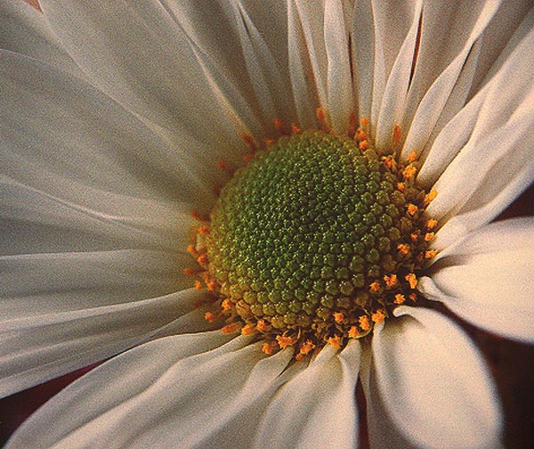 фото "mease" метки: природа, цветы