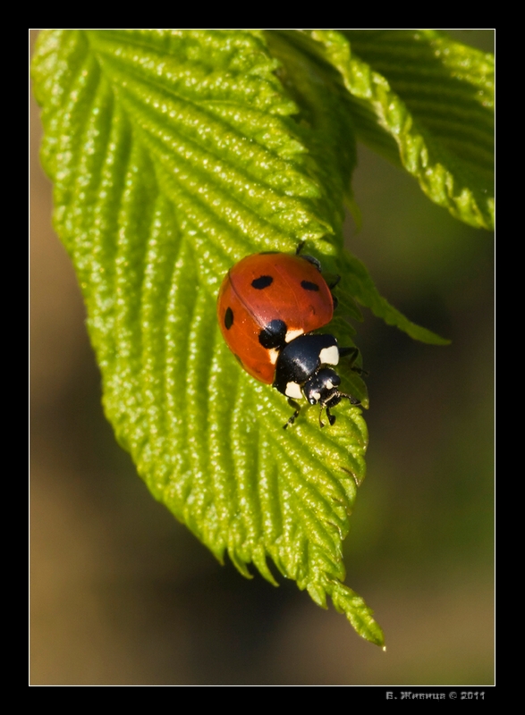 photo "***" tags: nature, macro and close-up, insect