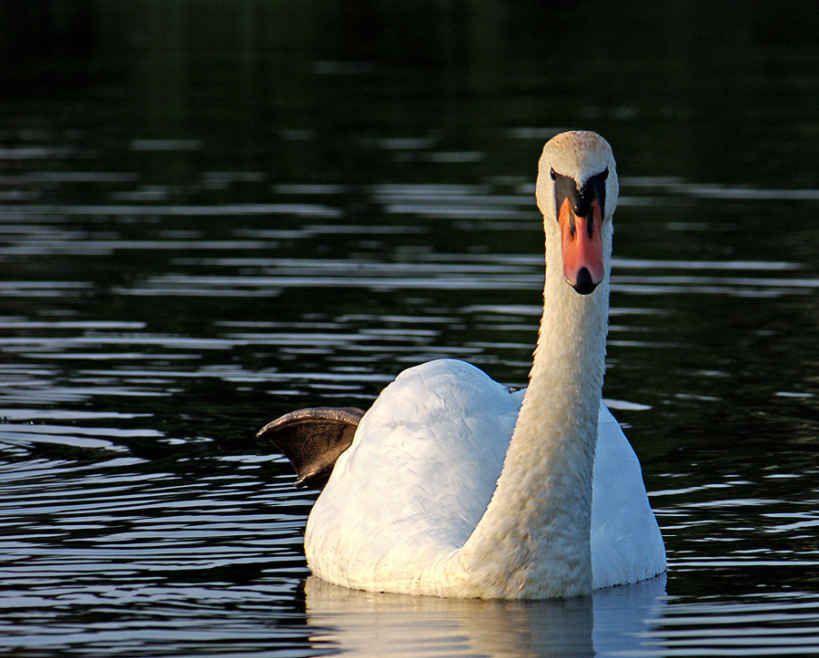 photo "***" tags: nature, wild animals