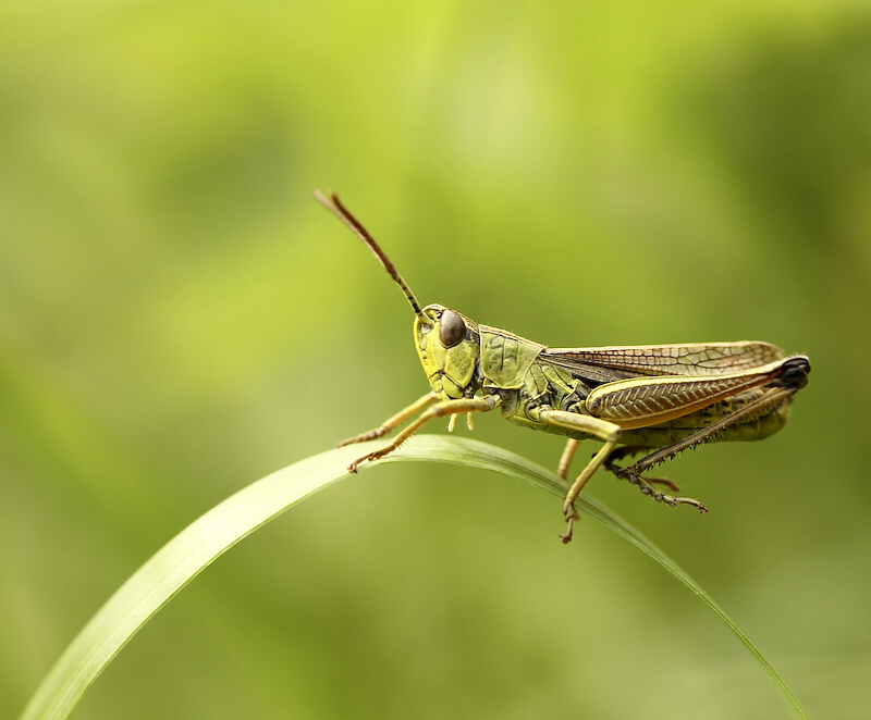 photo "***" tags: nature, insect