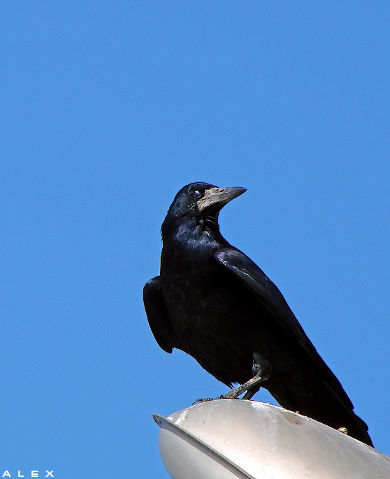 photo "Raven" tags: nature, wild animals