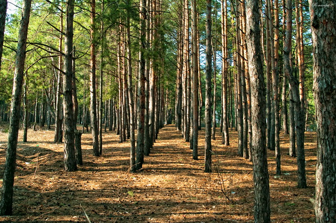 photo "рядами" tags: landscape, forest