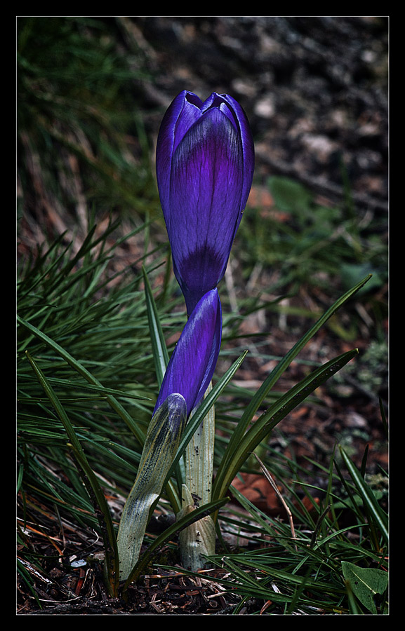 photo "Crocus" tags: nature, flowers