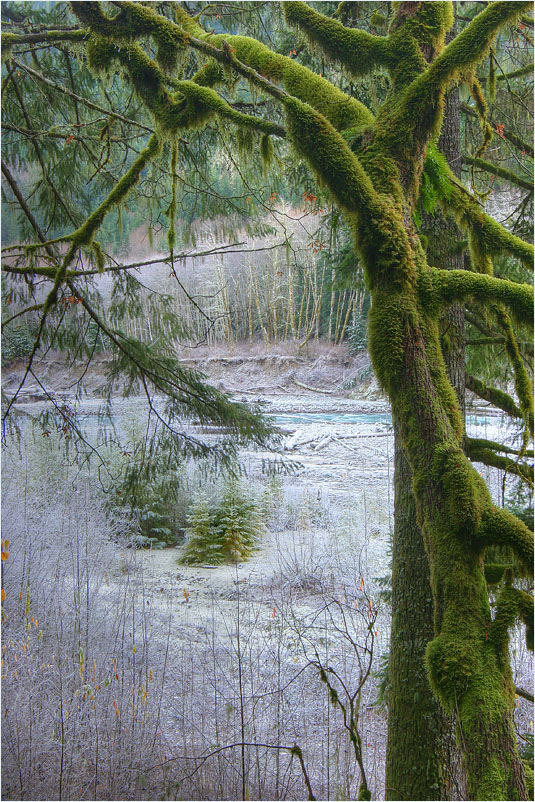 фото "Мох раcцветает ранней зимой" метки: пейзаж, зима, лес