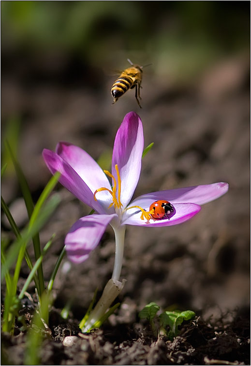 photo "***" tags: nature, insect