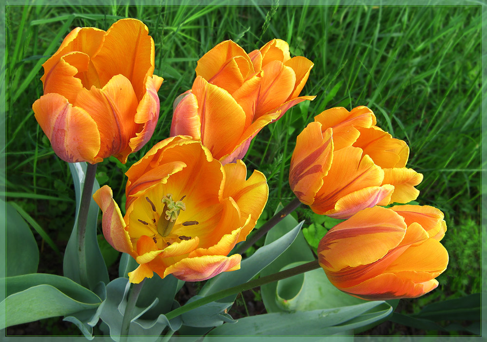 фото "Огненные тюльпаны" метки: природа, цветы