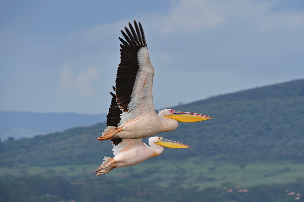 фото "Парное летание" метки: природа, дикие животные