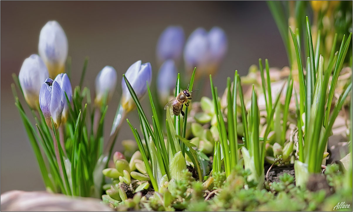 photo "***" tags: nature, insect