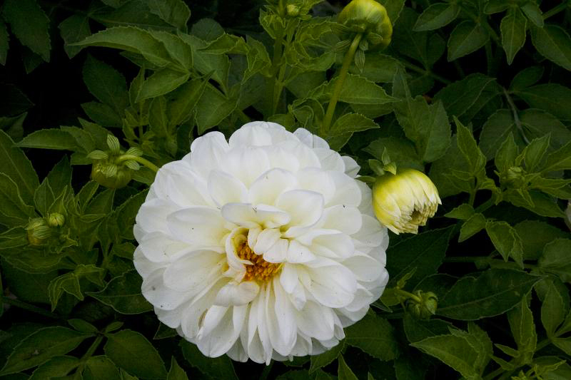 photo "***" tags: nature, flowers