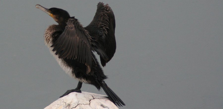 photo "the cormorant" tags: nature, wild animals