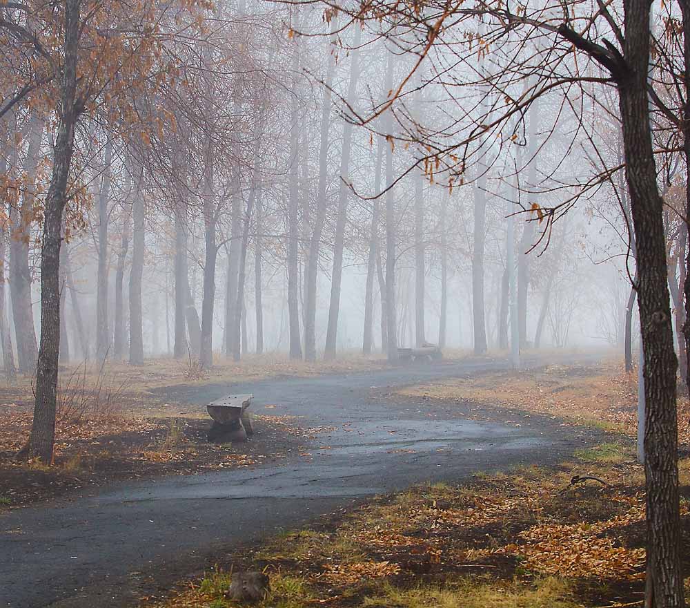 Осенние холодные туманы. Поздняя осень. Печальный пейзаж. Грустная осень. Унылый осенний пейзаж.