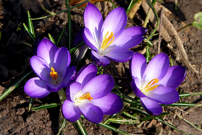 photo "Spring Quartet" tags: nature, flowers, spring