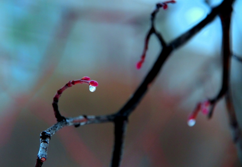 photo "***" tags: nature, flowers