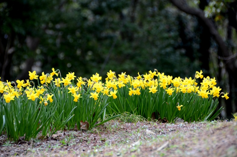 photo "+ +" tags: nature, flowers