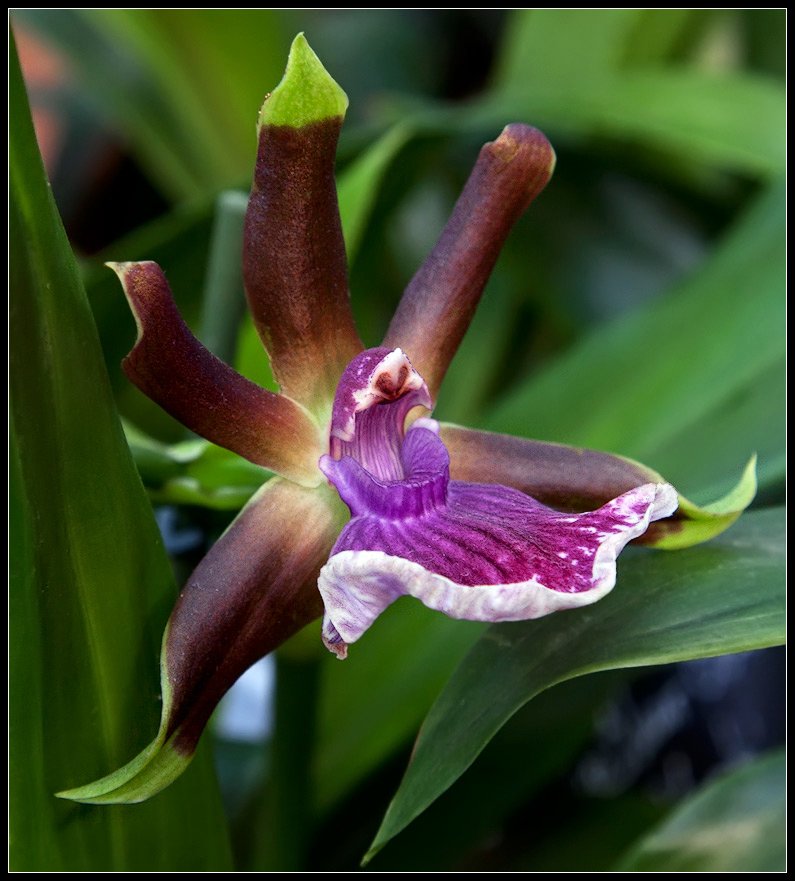 photo "orchid" tags: nature, macro and close-up, flowers