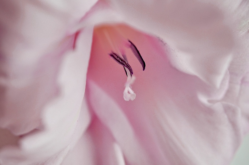 photo "Pavlova" tags: nature, macro and close-up, flowers